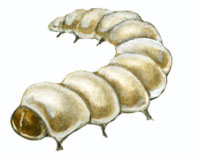 Lebensmittelmottenlarve