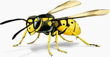 Wespe