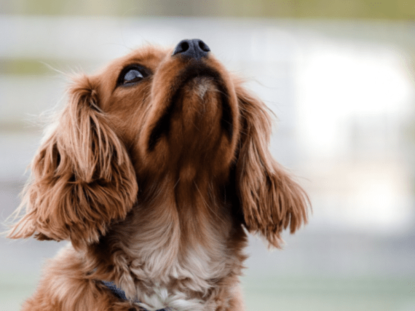 Psychische Probleme bei&nbsp;Tieren?