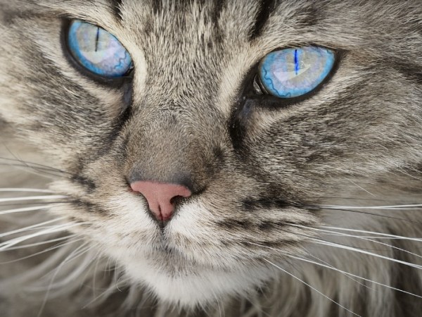 Katzen: Nicht von dieser&nbsp;Welt